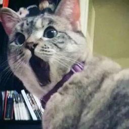 娱乐吃瓜猫的作品,揭秘娱乐圈那些不为人知的幕后故事