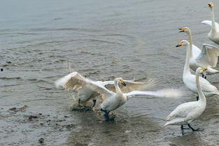 天鹅娱乐资讯吃瓜,揭秘娱乐圈最新“吃瓜”热点