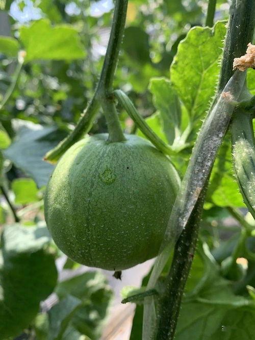 yz娱乐吃瓜,揭秘娱乐圈最新吃瓜事件，带你领略明星幕后故事